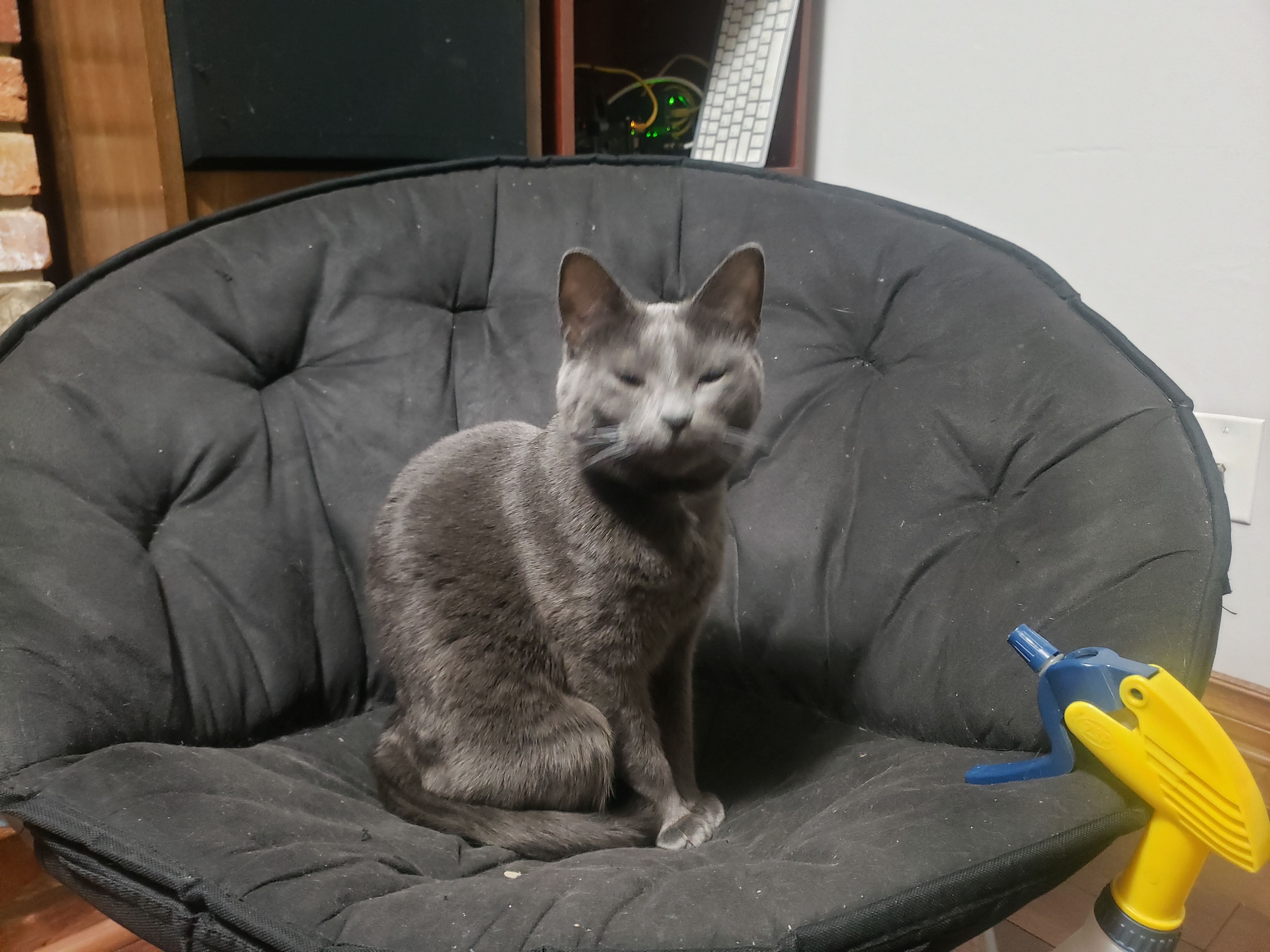 Kitten 38