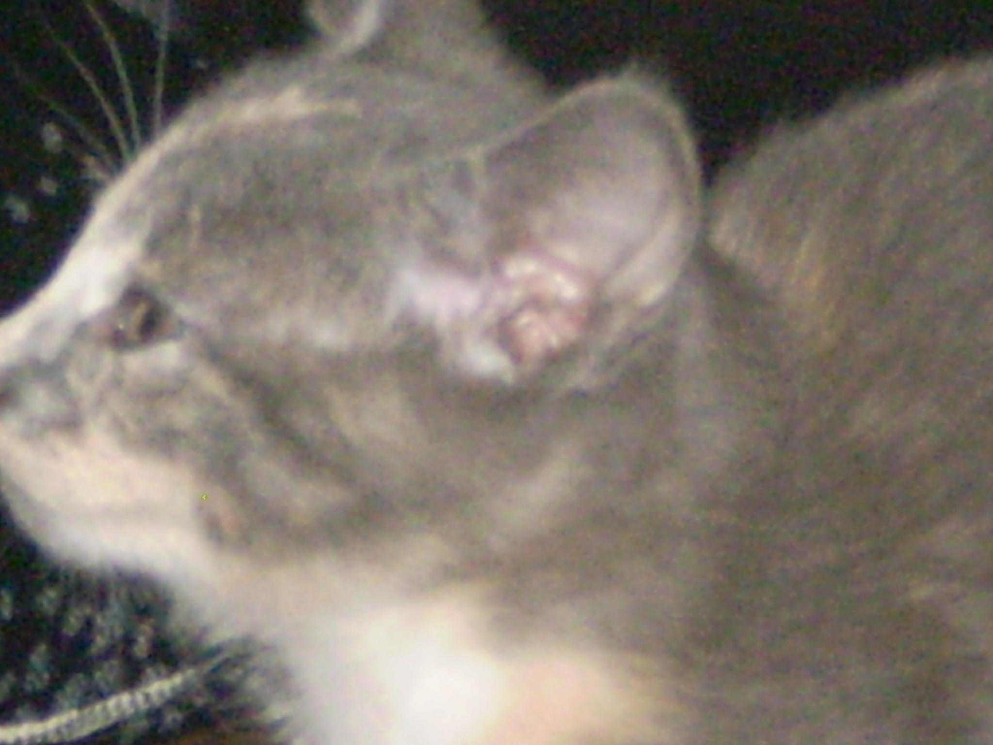 Kitten 16