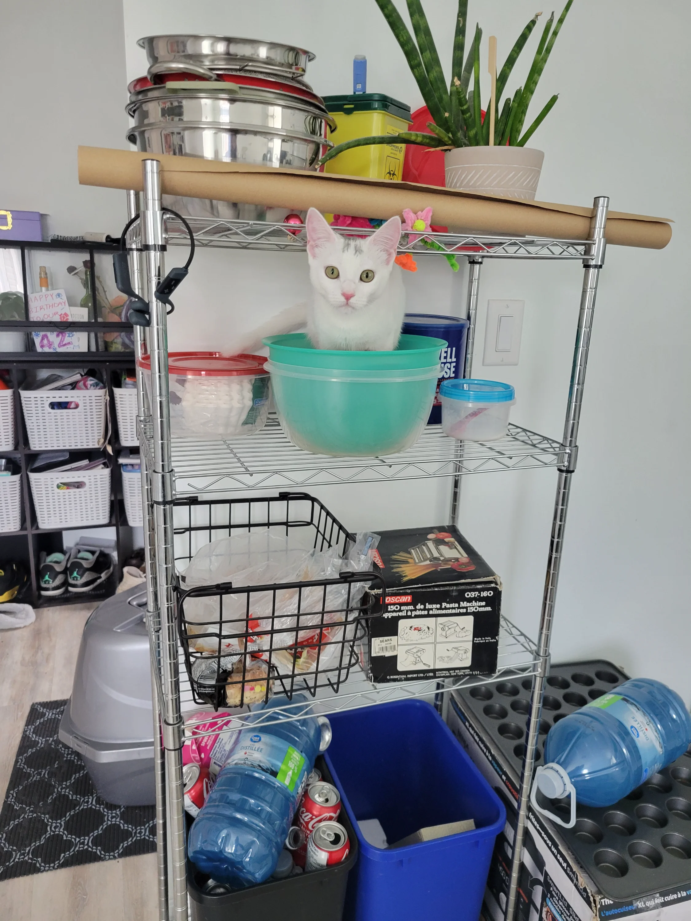 Kitten 48