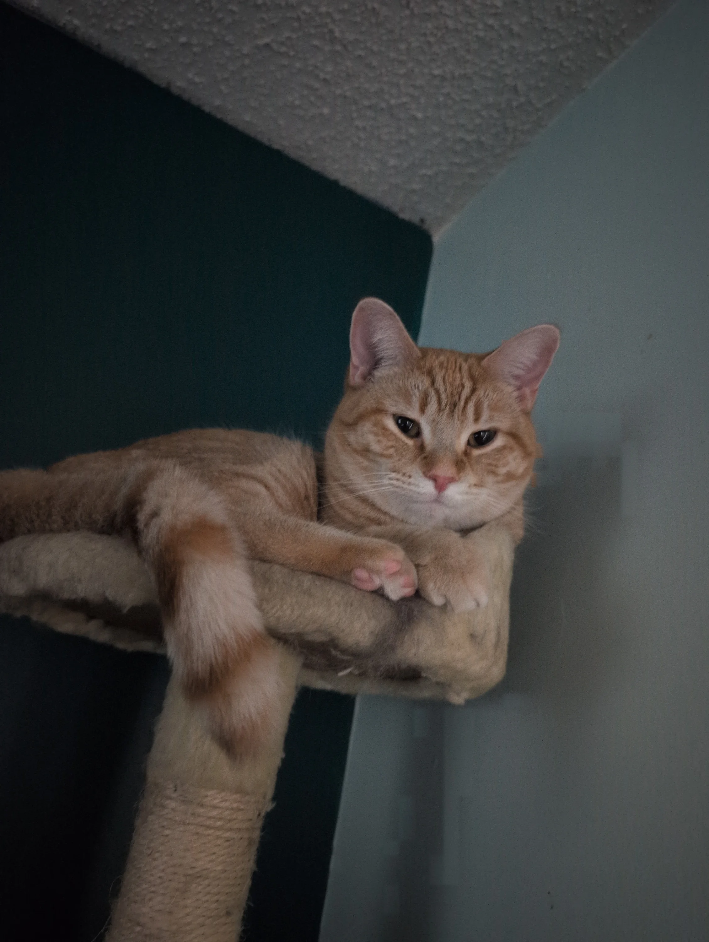 Kitten 68