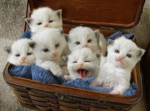 Kitten 22