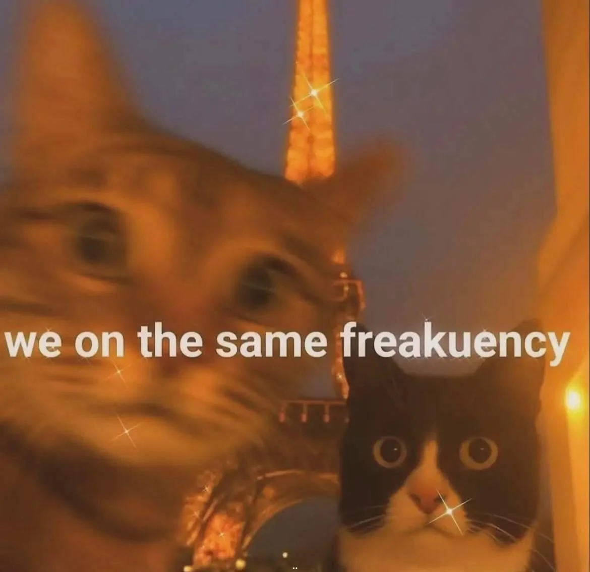 Kitten 104