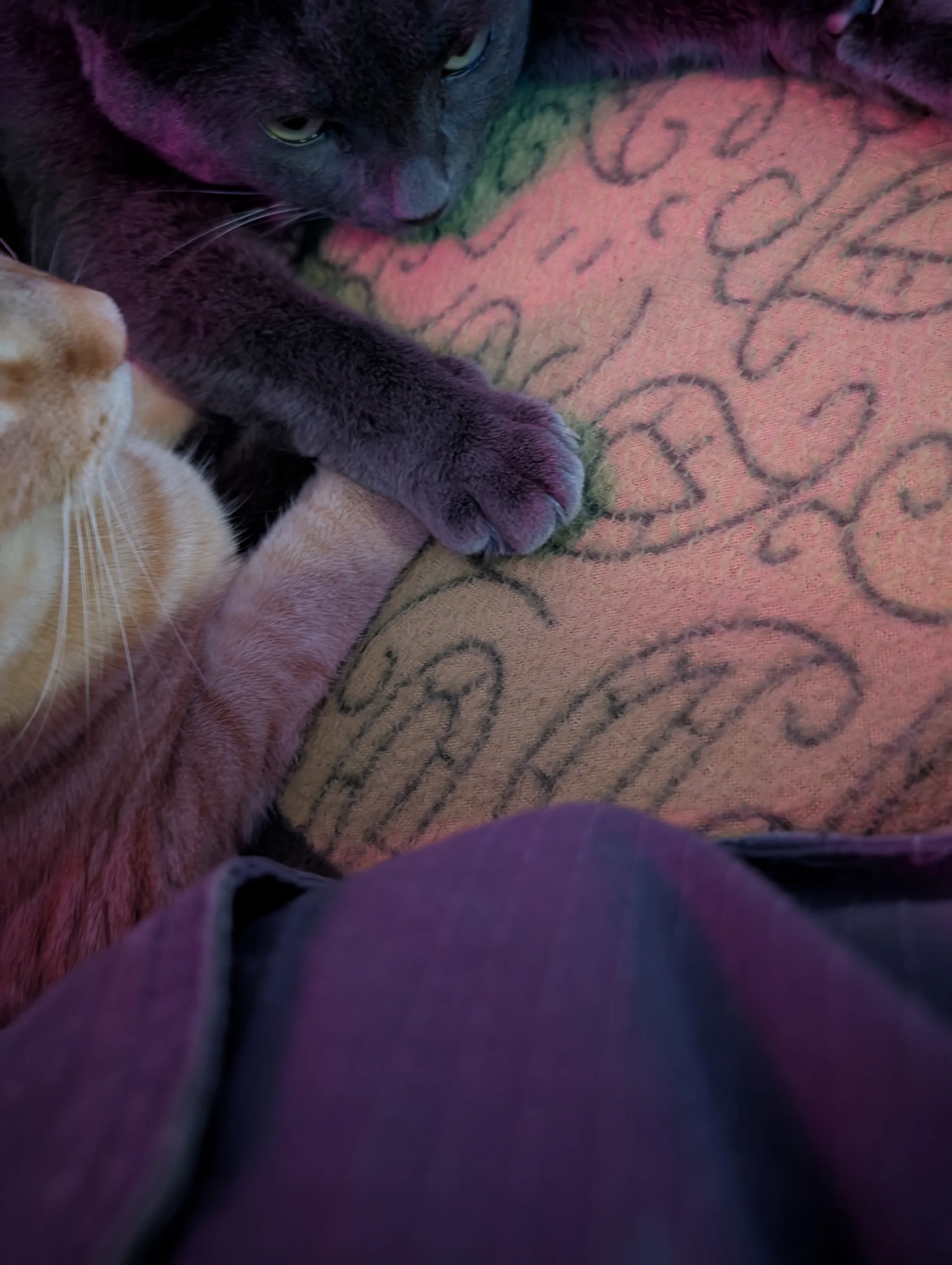 Kitten 52