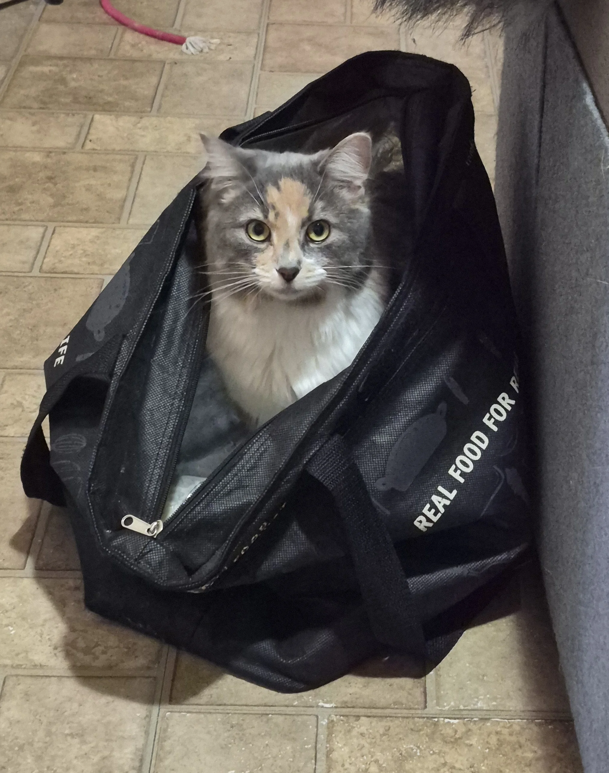 Kitten 74