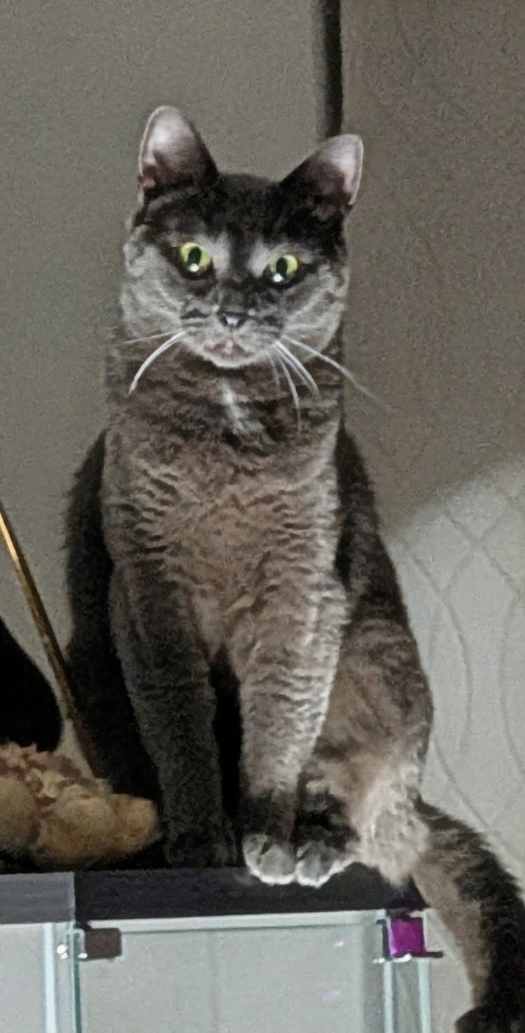 Kitten 36
