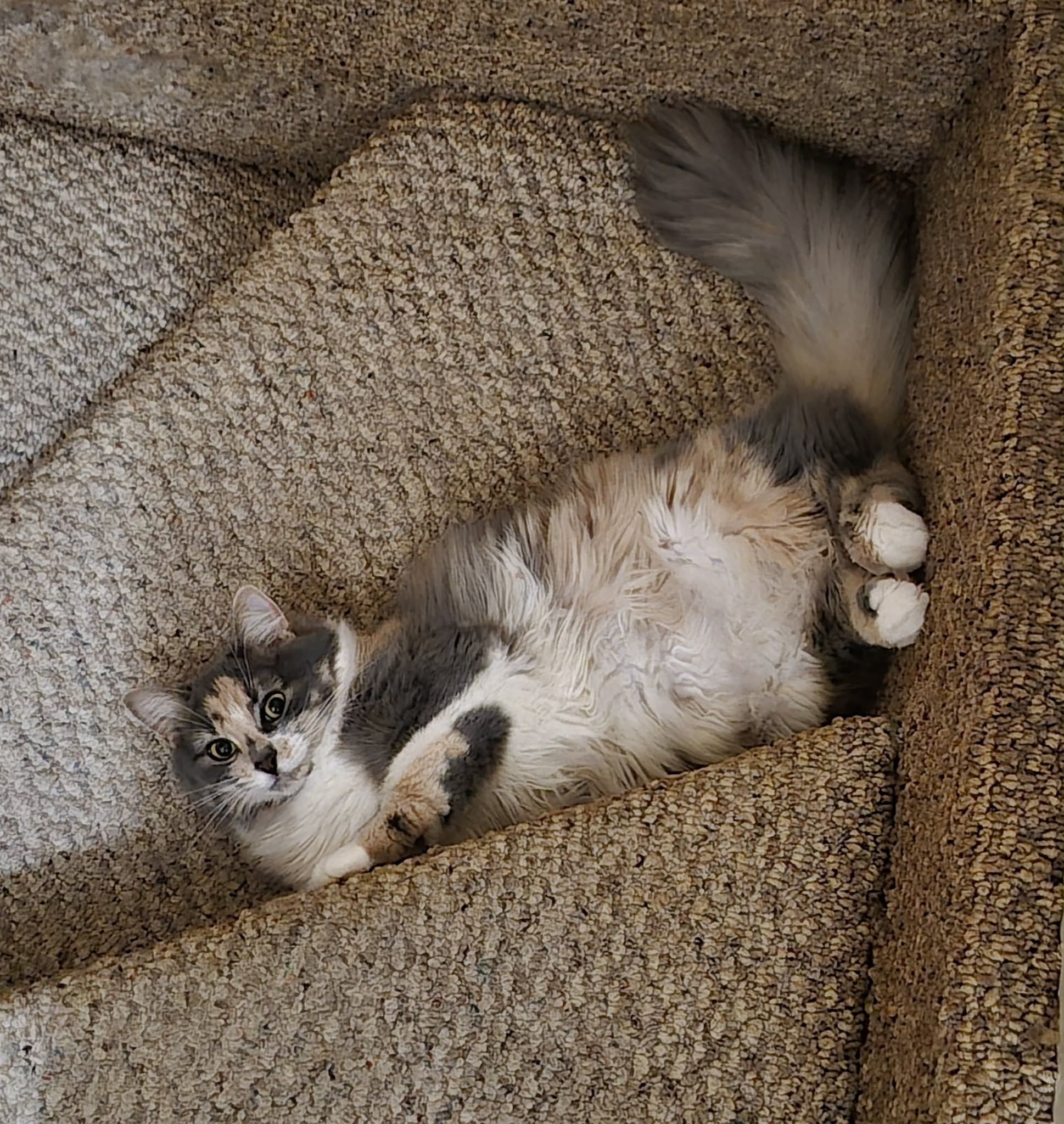 Kitten 40