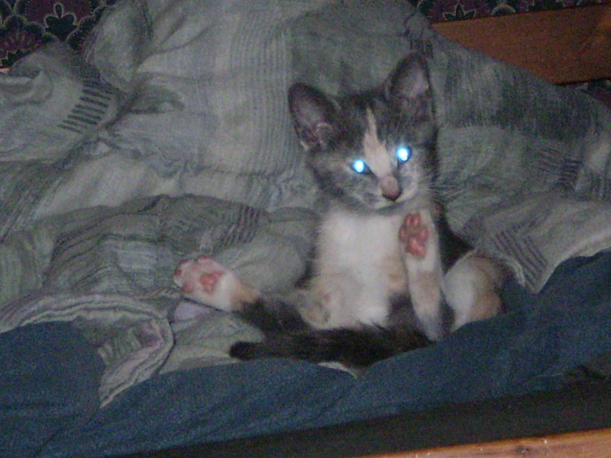 Kitten 10