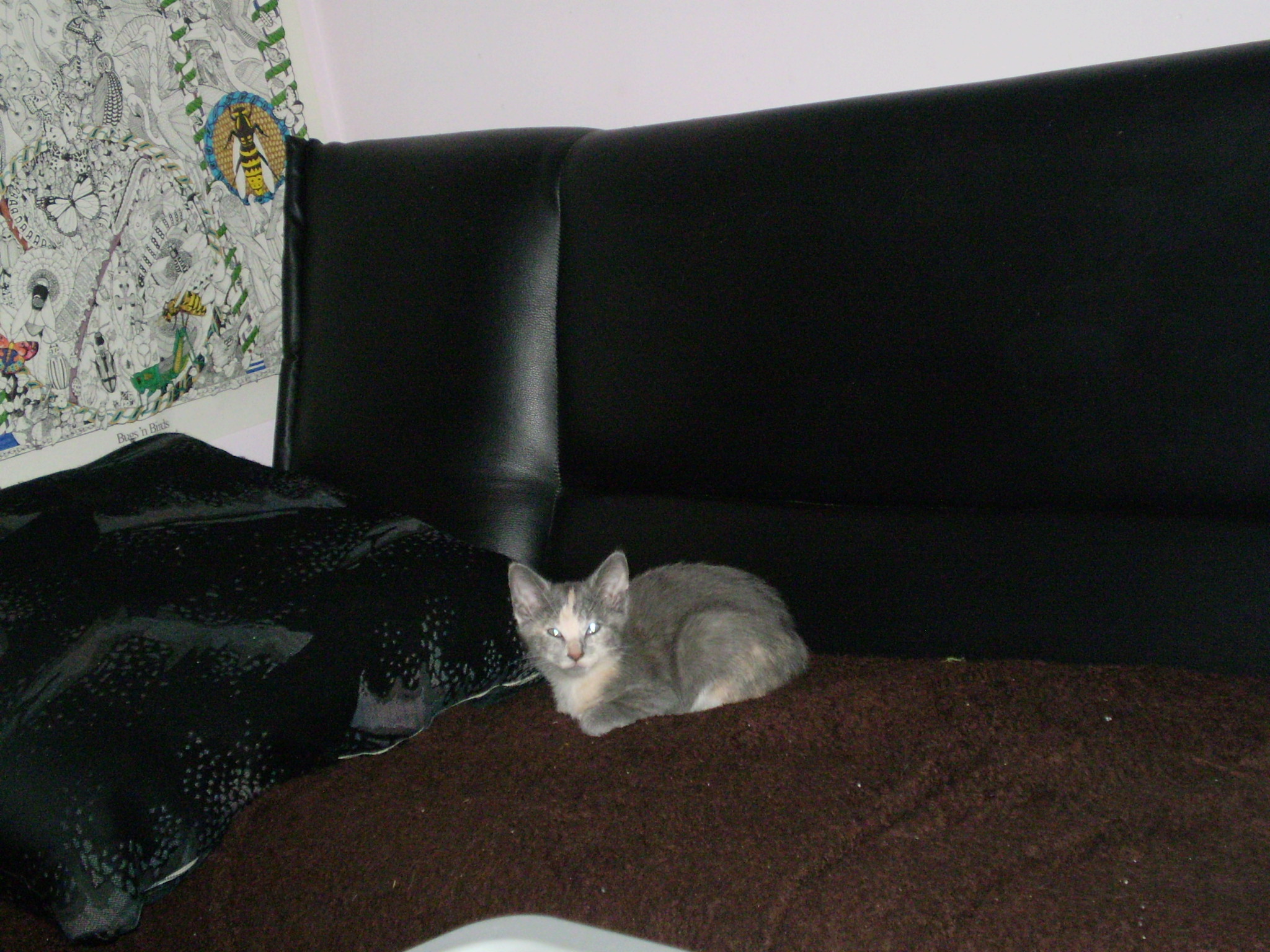 Kitten 18